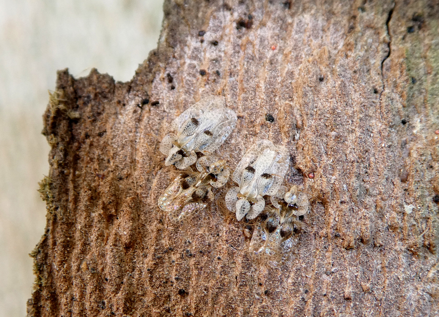 Corythucha ciliata - platán-csipkéspoloska
