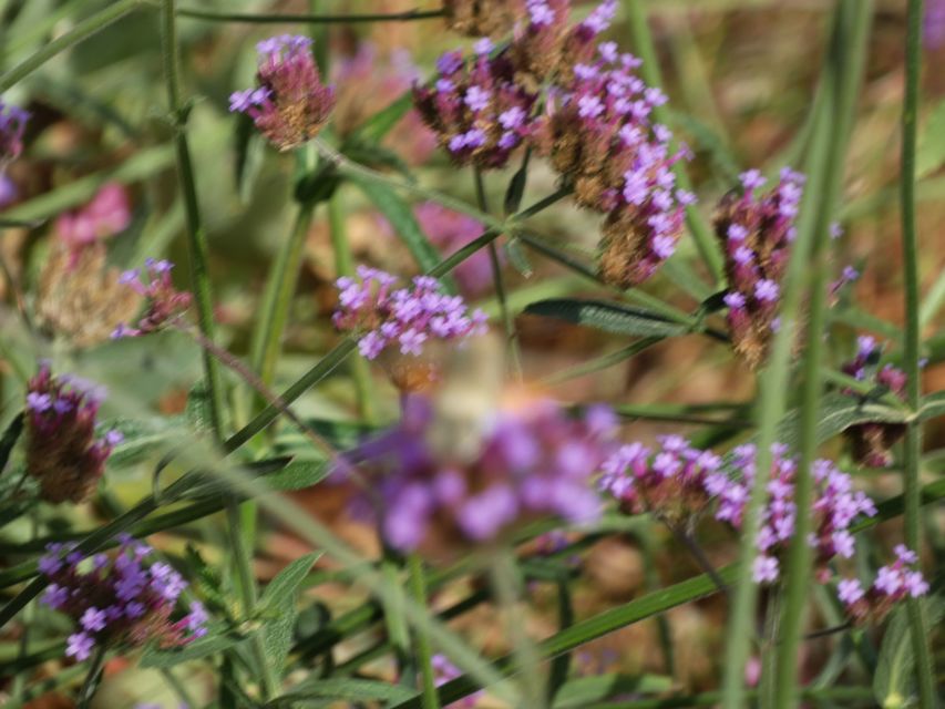 Macroglossum stellatarum - kacsafarkú szender