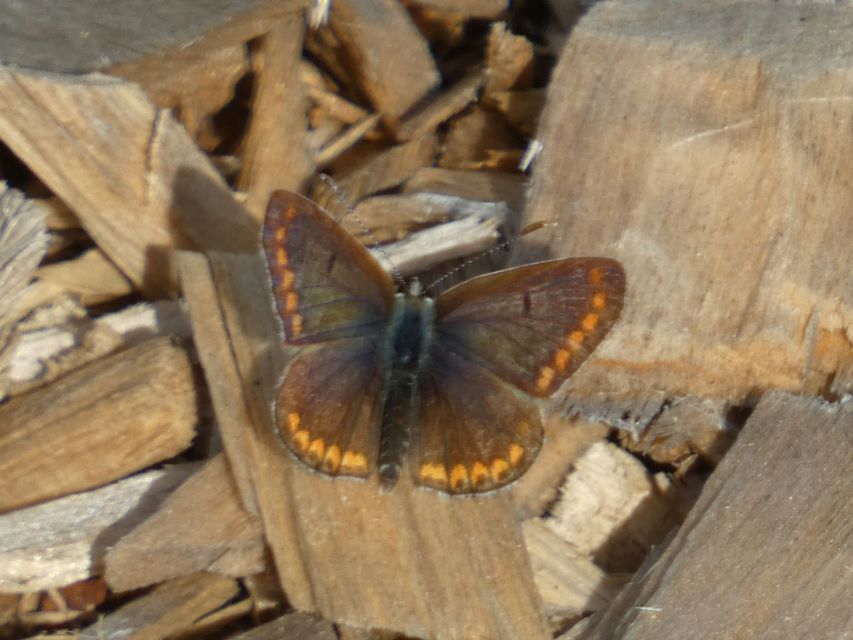 Aricia agestis - szerecsenboglárka