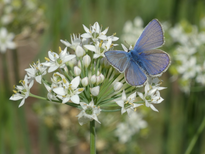 Polyommatus icarus - közönséges boglárka