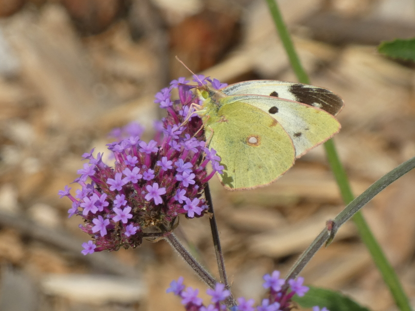 Colias croceus - sáfránylepke