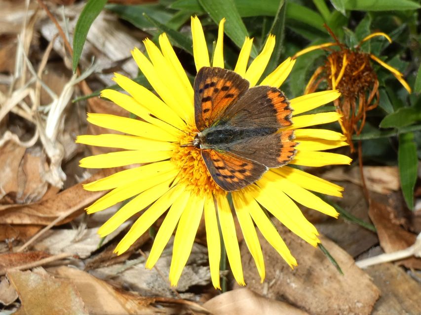 Lycaena phlaeas - közönséges tűzlepke
