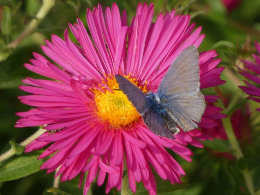 Polyommatus icarus - közönséges boglárka
