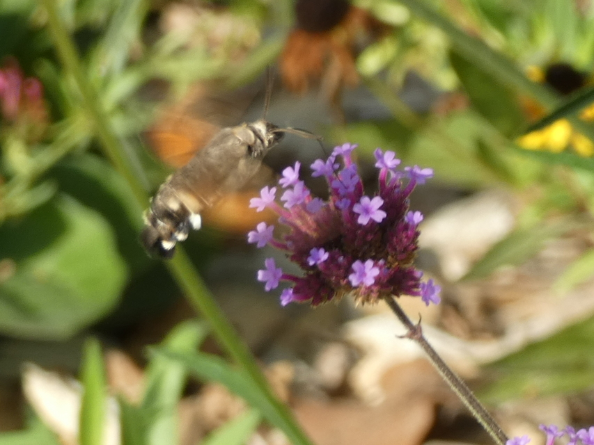 Macroglossum stellatarum - kacsafarkú szender