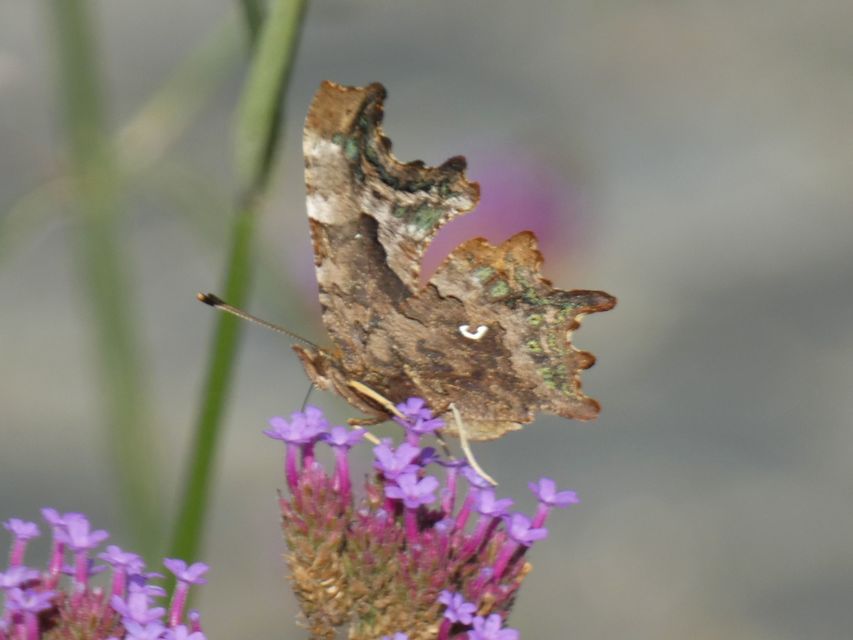 Nymphalis c-album - C-betűs lepke