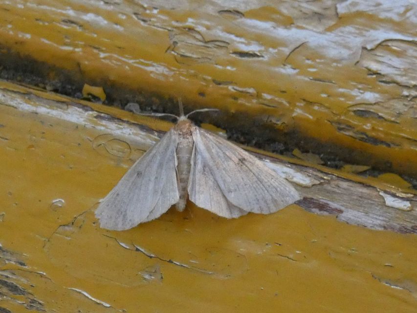 Pechipogo plumigeralis - tollascsápú karcsúbagoly