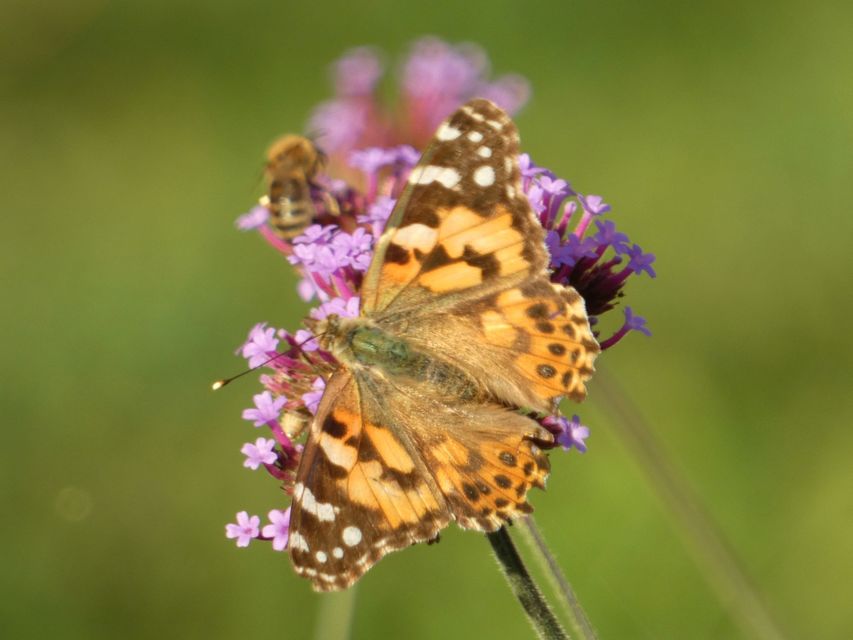 Vanessa cardui - bogáncslepke
