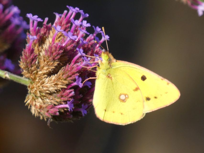 Colias croceus - sáfránylepke