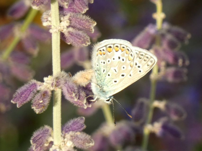 Polyommatus icarus - közönséges boglárka