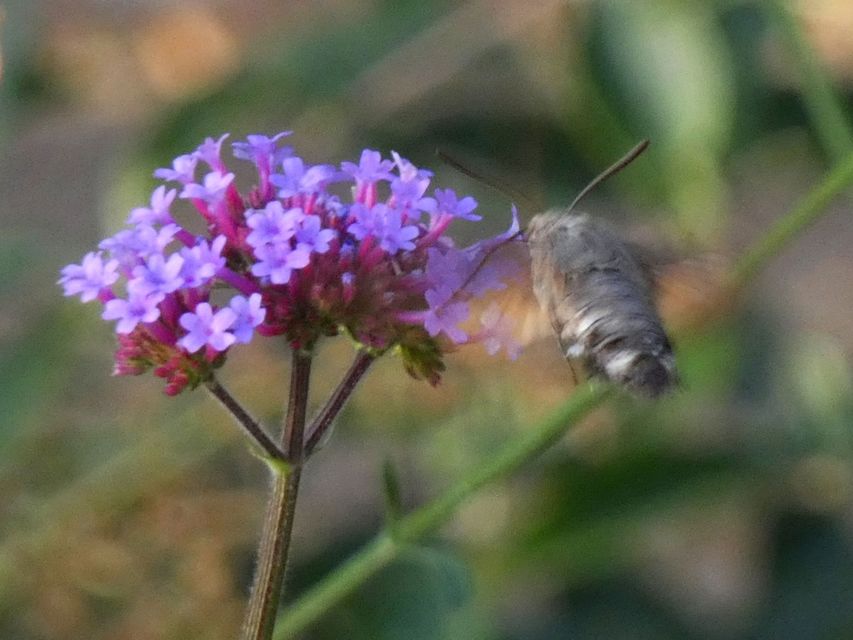 Macroglossum stellatarum - kacsafarkú szender