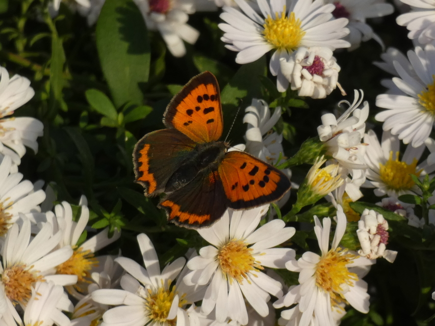 Lycaena phlaeas - közönséges tűzlepke