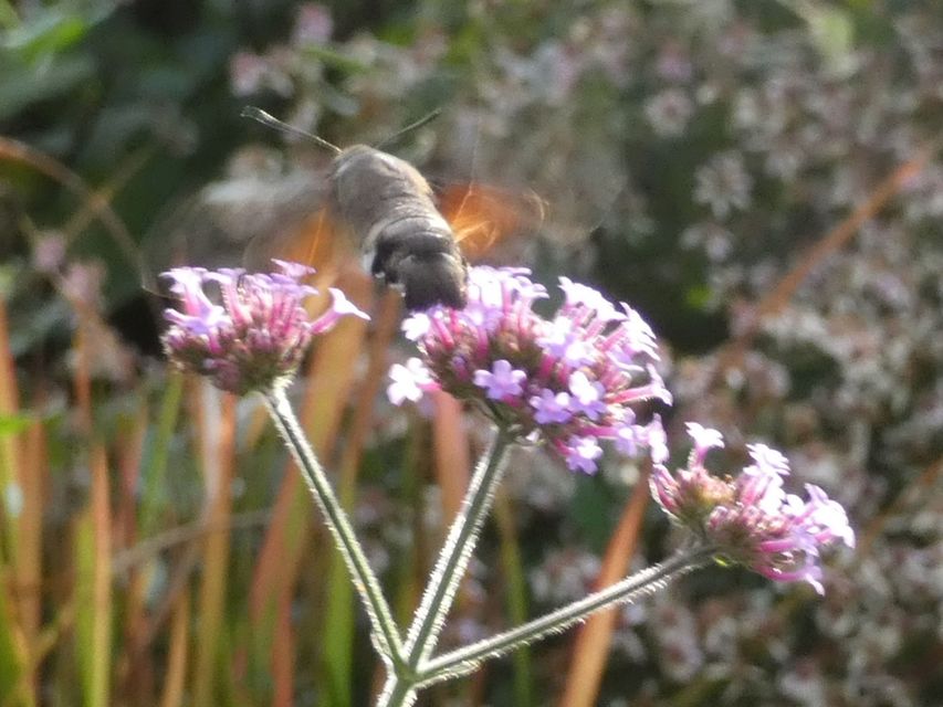 Macroglossum stellatarum - kacsafarkú szender