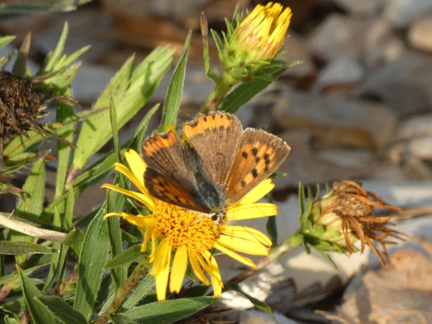 Lycaena phlaeas - közönséges tűzlepke