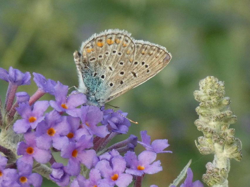 Polyommatus icarus - közönséges boglárka