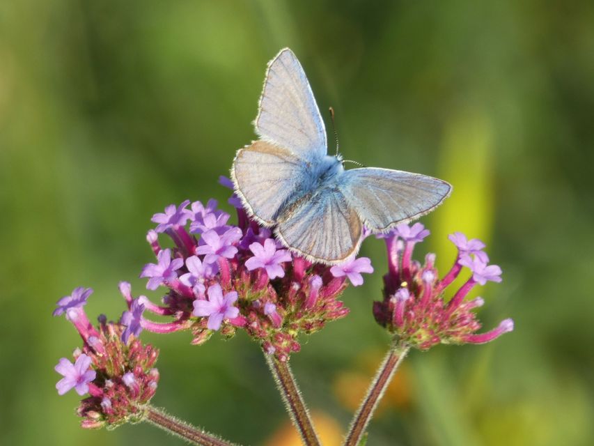 Polyommatus icarus - közönséges boglárka