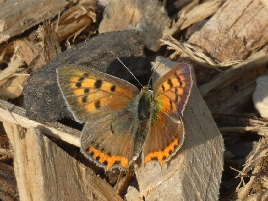 Lycaena phlaeas - közönséges tűzlepke