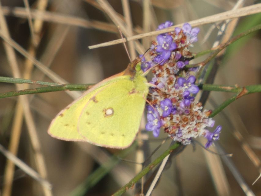 Colias croceus - sáfránylepke
