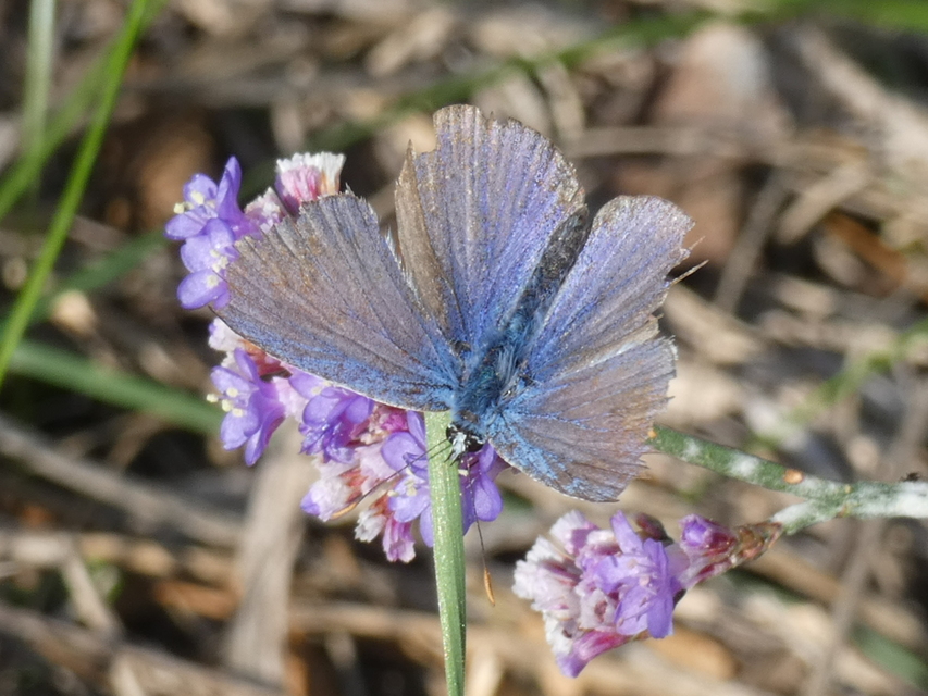 Polyommatus icarus - közönséges boglárka