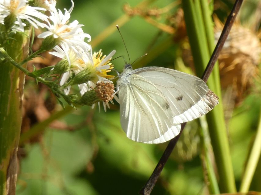 Pieris napi - repcelepke