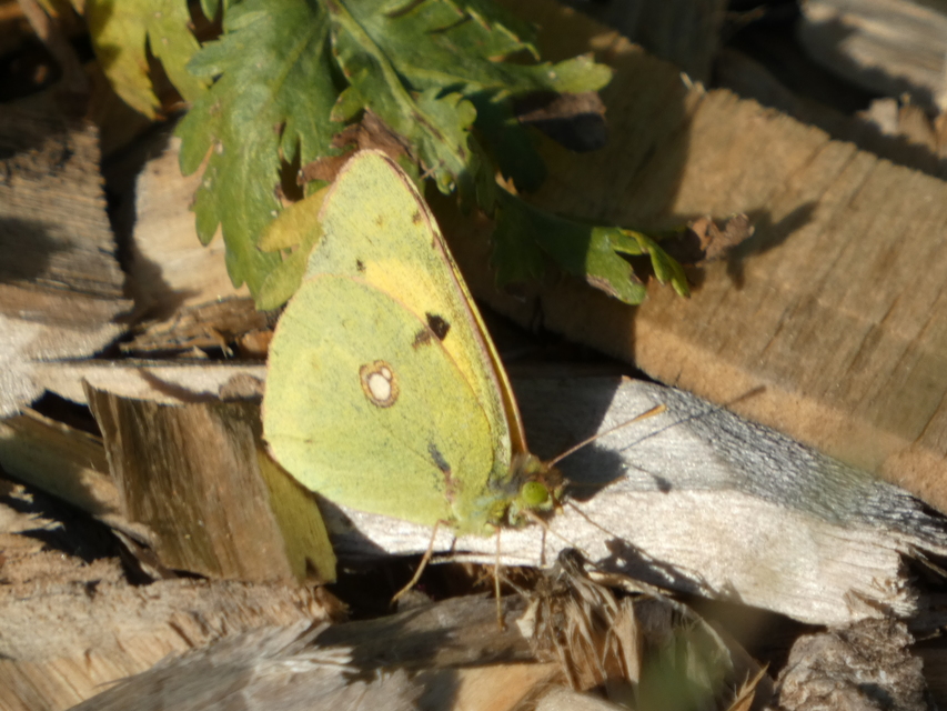 Colias croceus - sáfránylepke