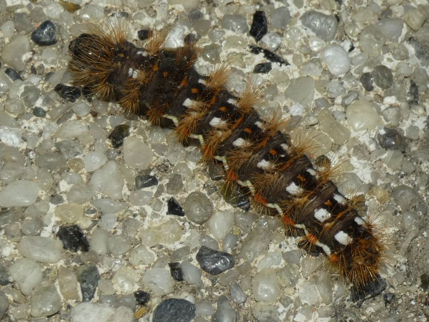 Acronicta rumicis - sóska-szigonyosbagoly