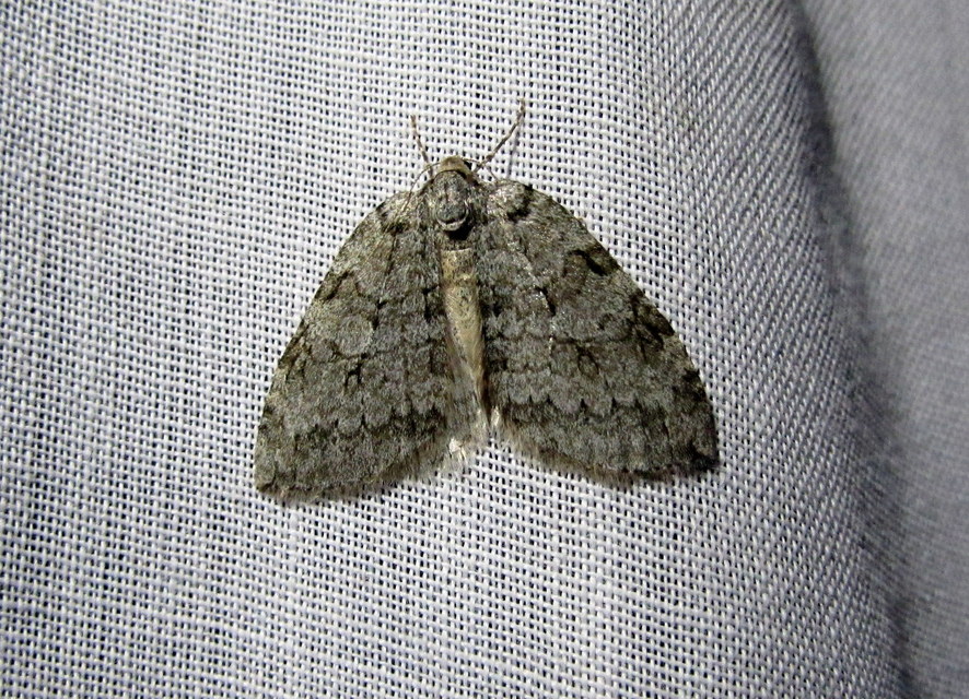 Epirrita christyi/dilutata