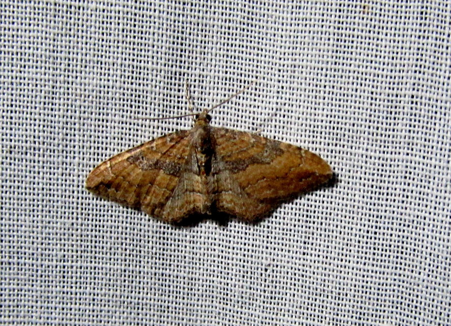 Orthonama obstipata - vándoraraszoló