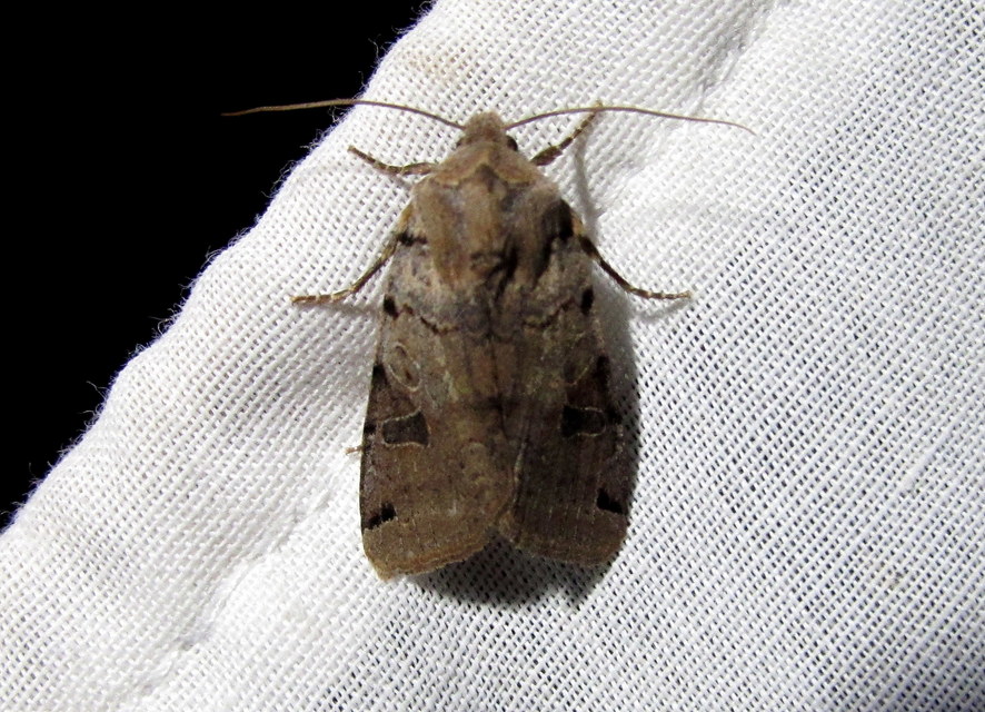 Anchoscelis litura - tarka őszibagoly