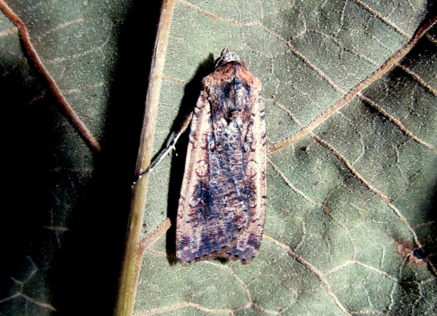 Peridroma saucia - vándor földibagoly