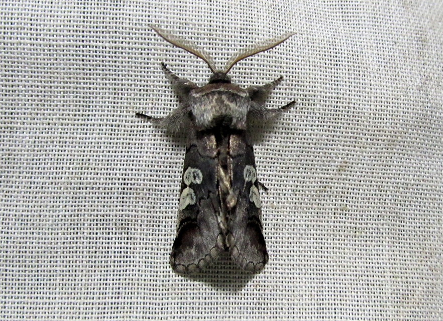 Diloba caeruleocephala - őszi kékesbagoly