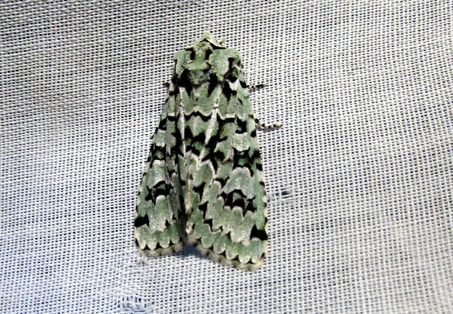 Griposia aprilina - őszi zöldbagoly