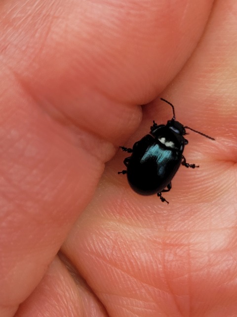 Chrysolina oricalcia - bronzos levélbogár
