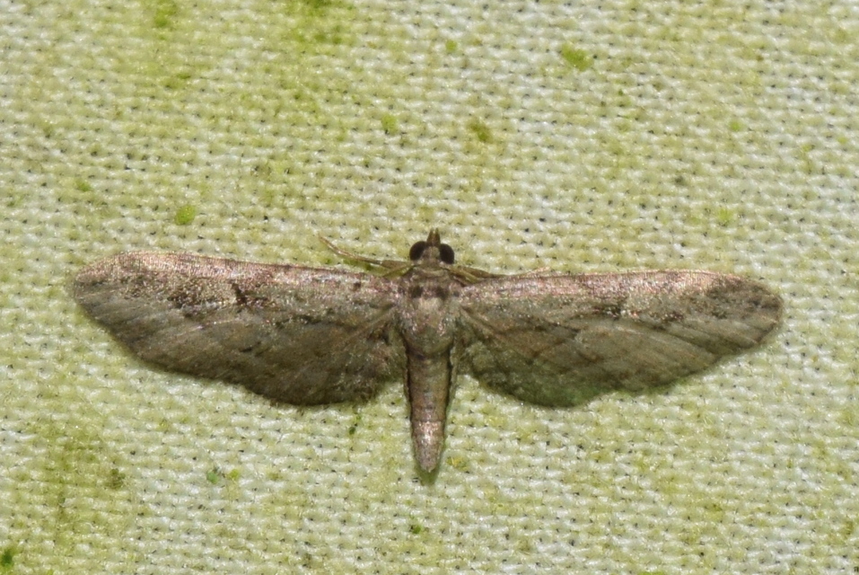 Eupithecia ericeata - feketefenyő-törpearaszoló