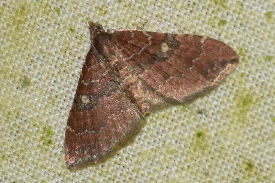 Orthonama obstipata - vándoraraszoló