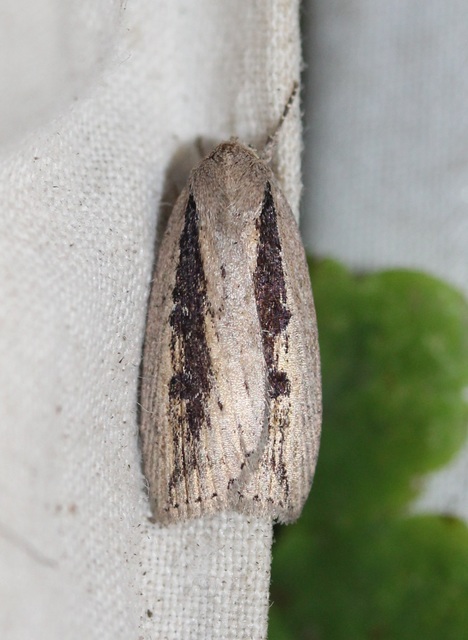 Chilodes maritima - négyfoltos nádibagoly