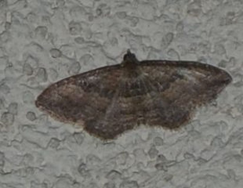 Orthonama obstipata - vándoraraszoló