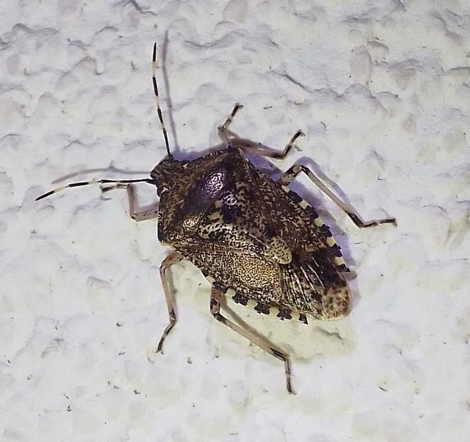 Rhaphigaster nebulosa - bencepoloska