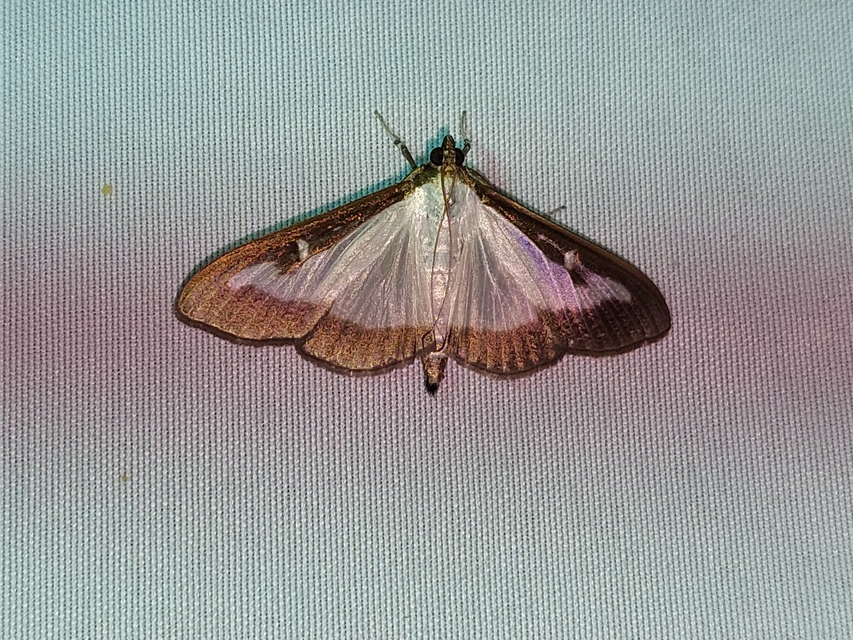 Cydalima perspectalis - puszpáng-tűzmoly