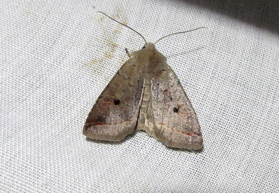 Leptologia lota - kecskefűz-őszibagoly