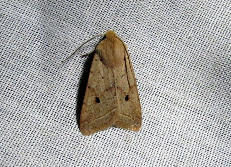 Leptologia macilenta - gyertyán-őszibagoly