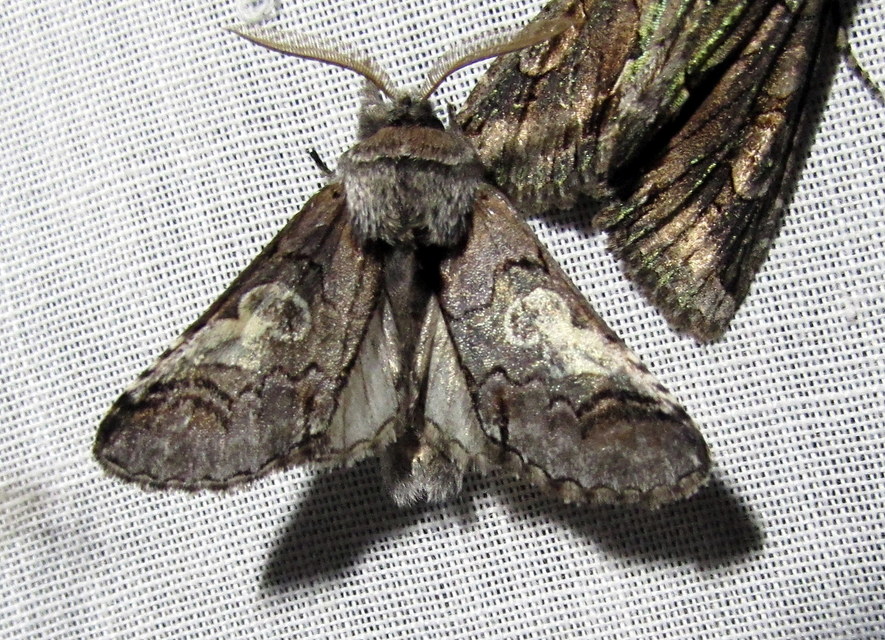 Diloba caeruleocephala - őszi kékesbagoly