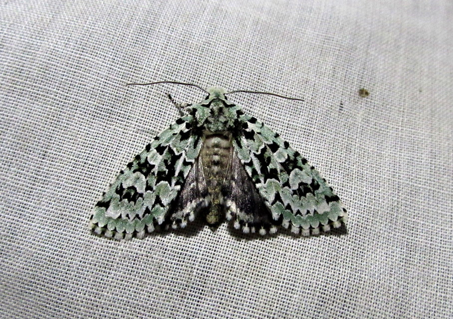 Griposia aprilina - őszi zöldbagoly