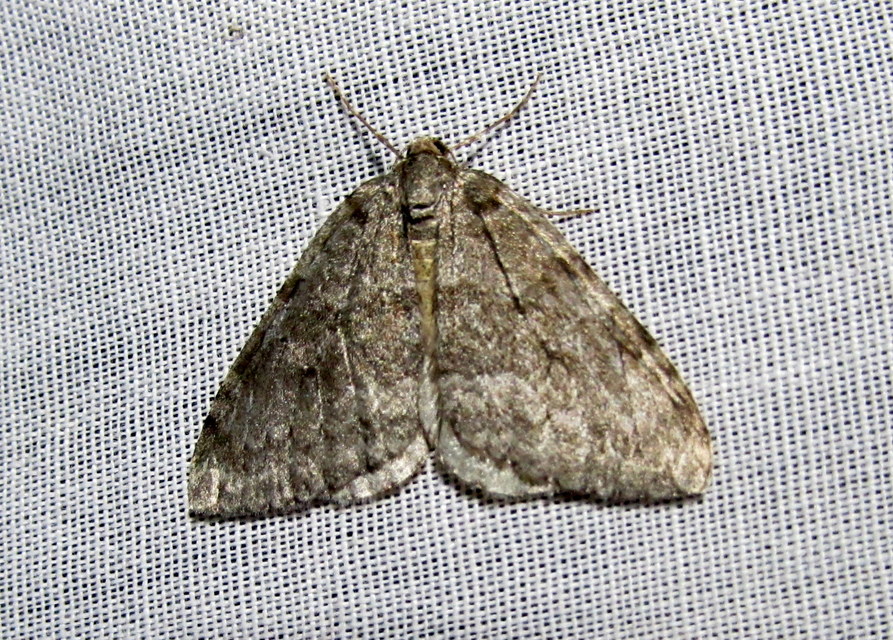 Epirrita christyi/dilutata