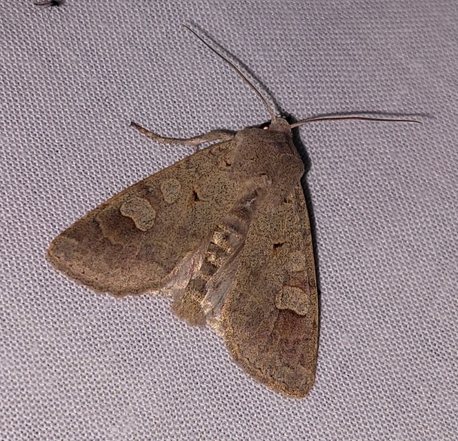 Ammoconia caecimacula - szürke őszibagoly