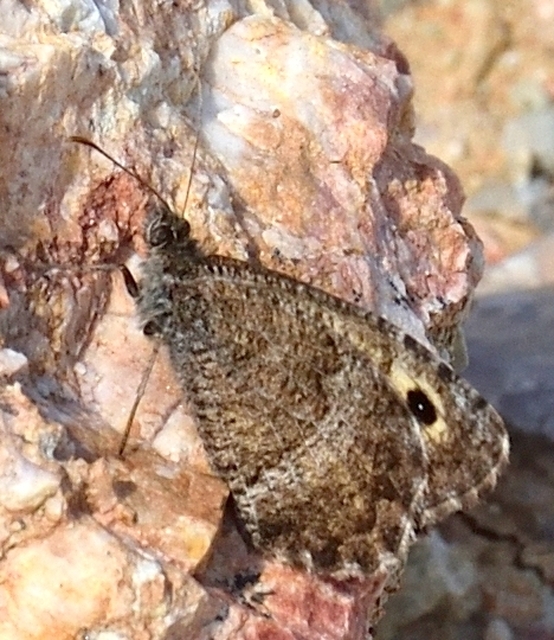 Arethusana arethusa - közönséges szemeslepke