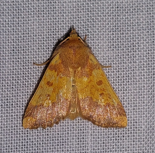 Tiliacea aurago - aranyló sárgabagoly