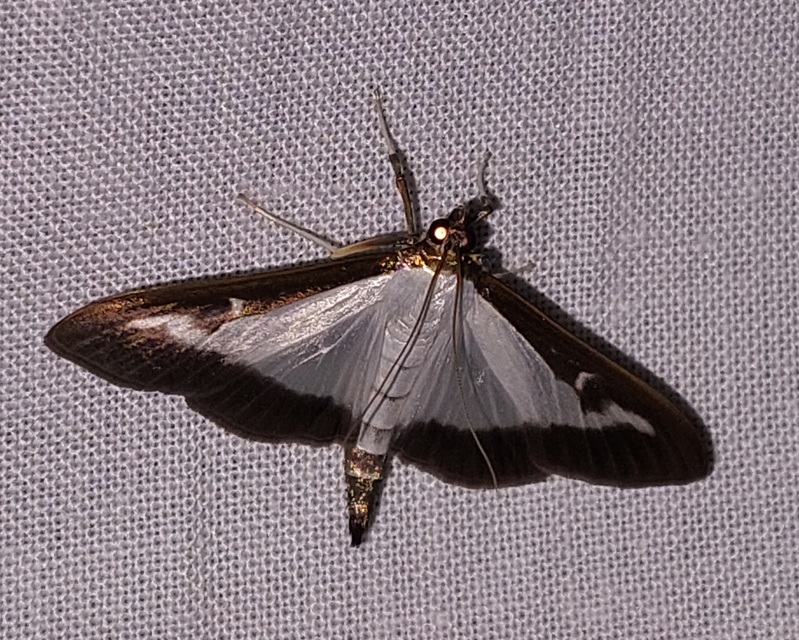 Cydalima perspectalis - puszpáng-tűzmoly