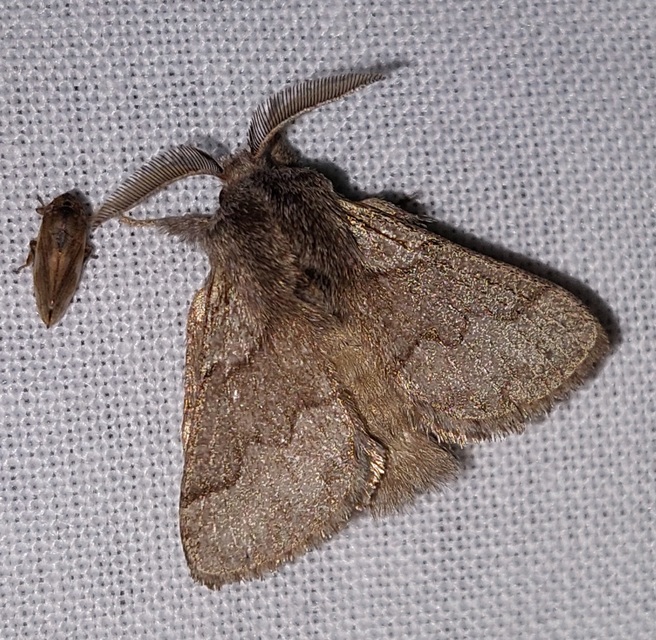 Trichiura crataegi - galagonyaszövő