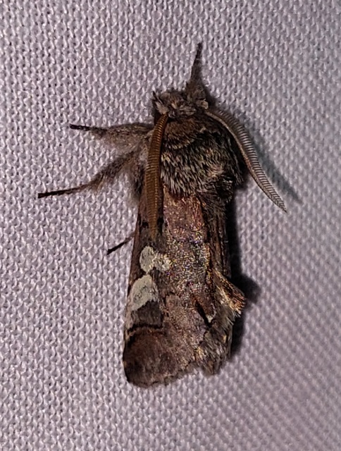 Diloba caeruleocephala - őszi kékesbagoly