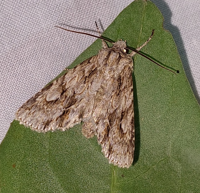 Meganephria bimaculosa - kétfoltos szilbagoly